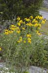 Pinnate prairie coneflower